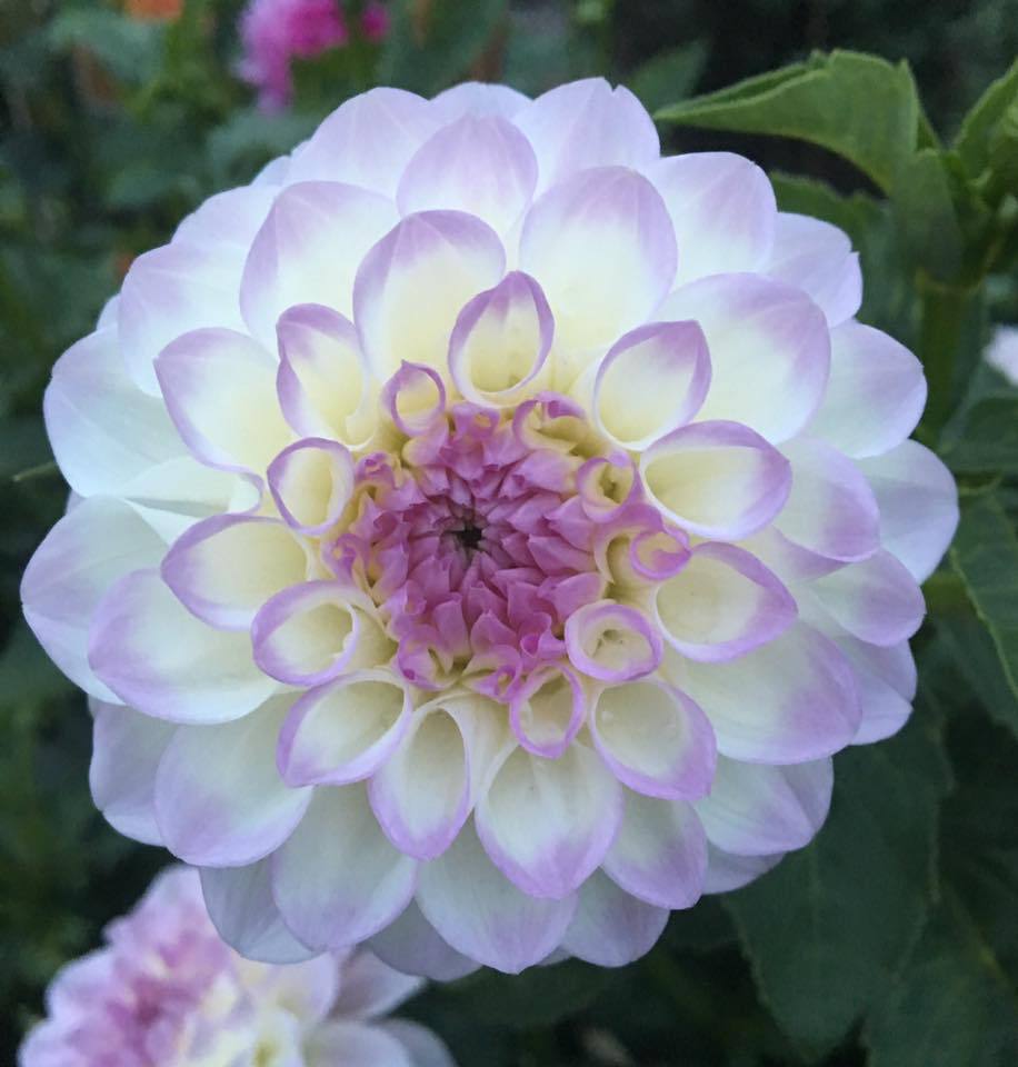 Midnight Moon Dahlia