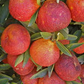 Amoa 8 Tangor Mandarin Budwood citrus plant material online shopping