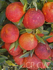Amoa 8 Tangor Mandarin Budwood citrus plant material online shopping
