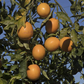 Orange à Feuilles Laciniées Blood Orange Budwood citrus plant material online shopping