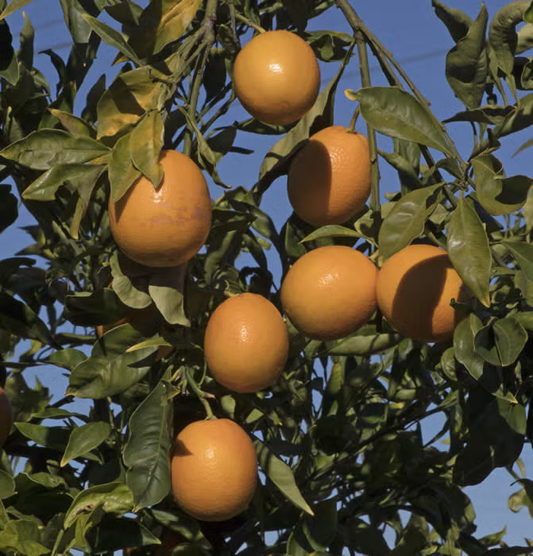 Orange à Feuilles Laciniées Blood Orange Budwood citrus plant material online shopping