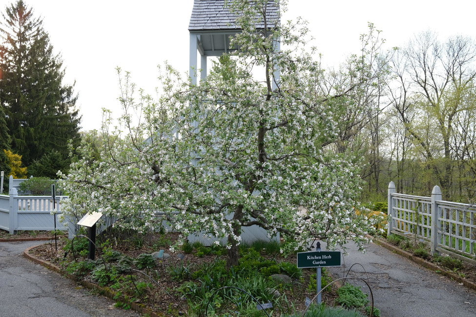 Chestnut Crab Apple