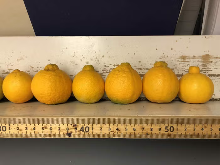 Shiranui Mandarin Budwood citrus plant material online shopping