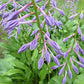 Hosta clausa Plants online shopping