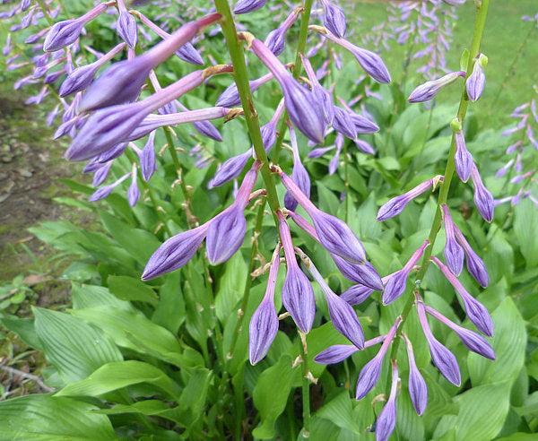Hosta clausa Plants online shopping