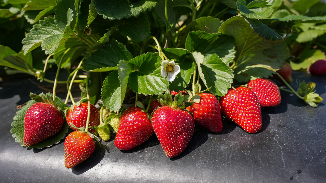 Florida Festival™ Short Day Strawberry
