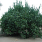 W. Murcott Afourer Mandarin Budwood citrus plant material online shopping