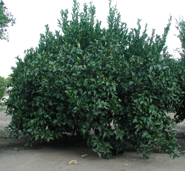 W. Murcott Afourer Mandarin Budwood citrus plant material online shopping