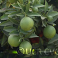 Excalibur Red Lime Hybrid Budwood citrus plant material online shopping