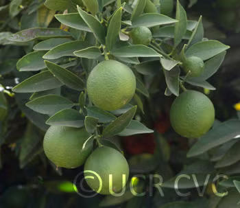 Excalibur Red Lime Hybrid Budwood citrus plant material online shopping