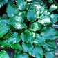 Grand Slam Hosta Plants online shopping