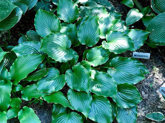 Grand Slam Hosta Plants online shopping