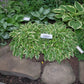 Mini Ha Ha Hosta Plants online shopping