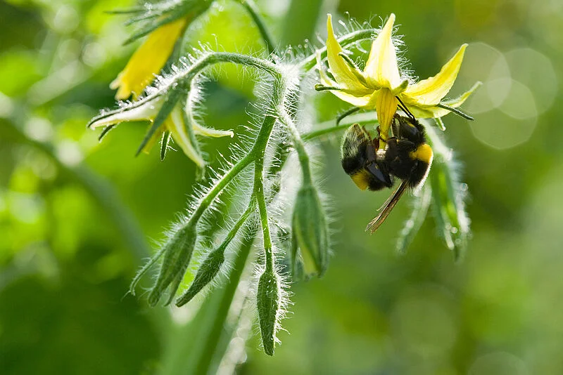 Natupol Bumblebee Greenhouse Natural Pollinator