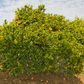 Shasta Gold Mandarin Plant citrus plant material online shopping