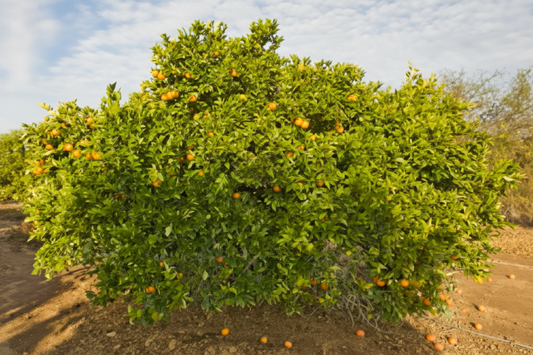 Shasta Gold Mandarin Plant citrus plant material online shopping