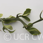 Hiryu Flying Dragon Trifoliate Budwood citrus plant material online shopping