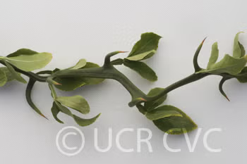 Hiryu Flying Dragon Trifoliate Budwood citrus plant material online shopping