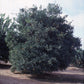 C-32 Citrange Trifoliate Hybrid Budwood citrus plant material online shopping