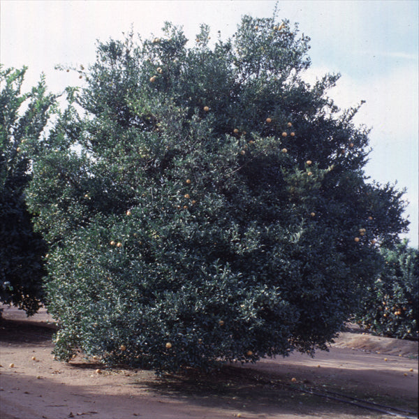 C-32 Citrange Trifoliate Hybrid Budwood citrus plant material online shopping