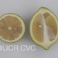 Femminello Siracusano White Flowered Lemon Budwood citrus plant material online shopping