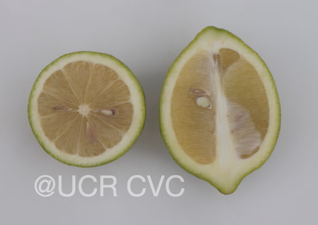 Femminello Siracusano White Flowered Lemon Budwood citrus plant material online shopping