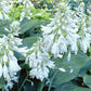 Rembrandt Blue Hosta Plants online shopping