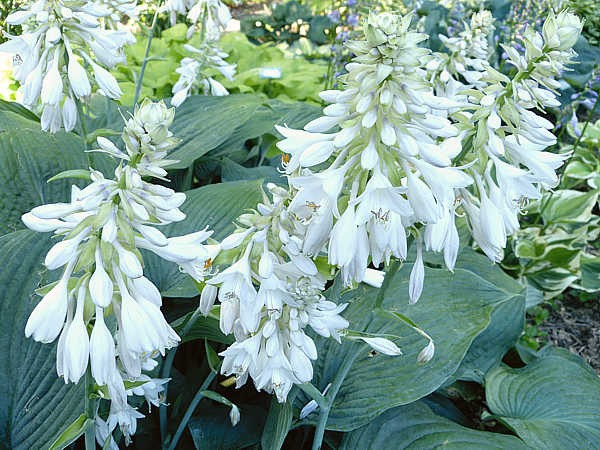 Rembrandt Blue Hosta Plants online shopping
