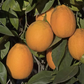 Jincheng Sweet Orange Budwood citrus plant material online shopping