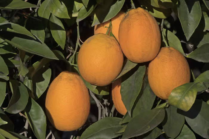 Jincheng Sweet Orange Budwood citrus plant material online shopping