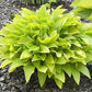 Cherry Tart Hosta Plants online shopping