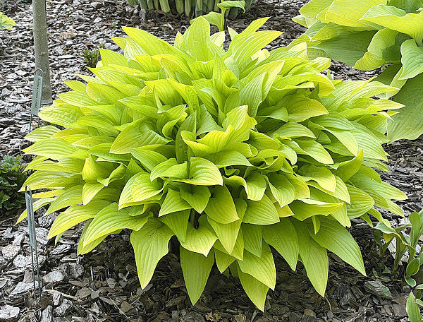Cherry Tart Hosta Plants online shopping