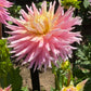 Clearview Jonas Dahlia Plants online shopping