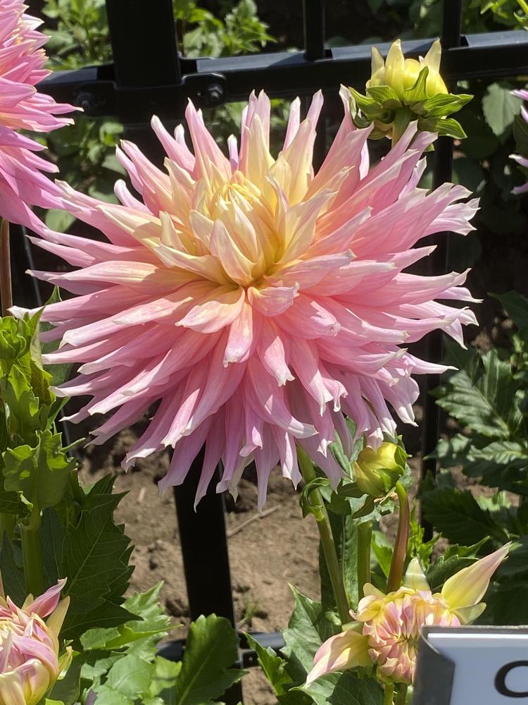 Clearview Jonas Dahlia Plants online shopping