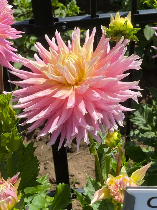 Clearview Jonas Dahlia