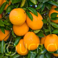 Rio Grande Navel Orange Budwood citrus plant material online shopping