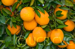 Rio Grande Navel Orange Budwood citrus plant material online shopping