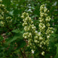 Madame Lemoine Lilac lilac plant online shopping