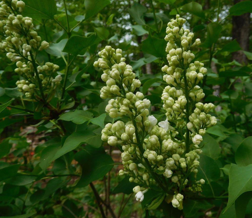 Madame Lemoine Lilac lilac plant online shopping