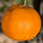 Soh Himtra Mandarin Budwood citrus plant material online shopping