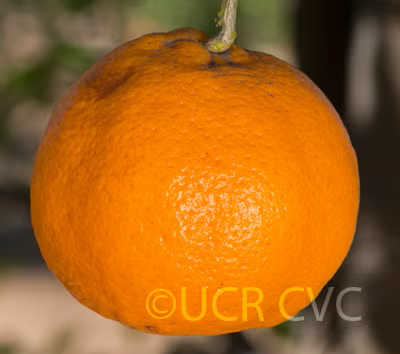 Soh Himtra Mandarin Budwood citrus plant material online shopping