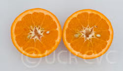 Emerald Mandarin Budwood citrus plant material online shopping
