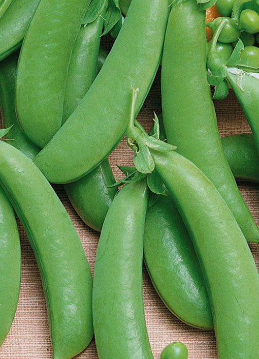 Super Sugar Snap Pea Seeds online shopping