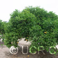Wekiwa Tangelo Mandarin Budwood citrus plant material online shopping