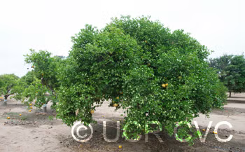 Wekiwa Tangelo Mandarin Budwood citrus plant material online shopping