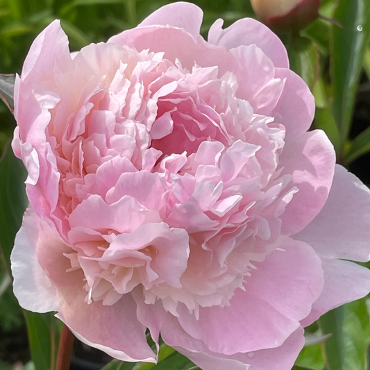 Paeonia Lactiflora Alertie