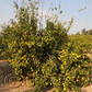 Yen Ben Lisbon Lemon Budwood citrus plant material online shopping