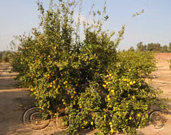 Yen Ben Lisbon Lemon Budwood citrus plant material online shopping