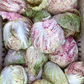 Adige Medio Chicory