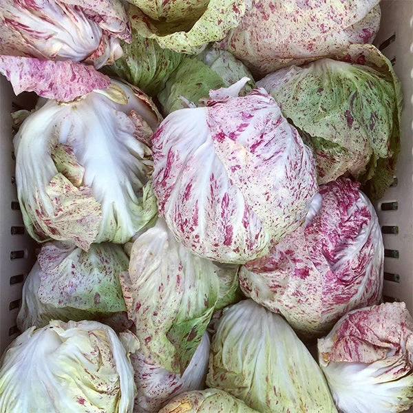 Adige Medio Chicory